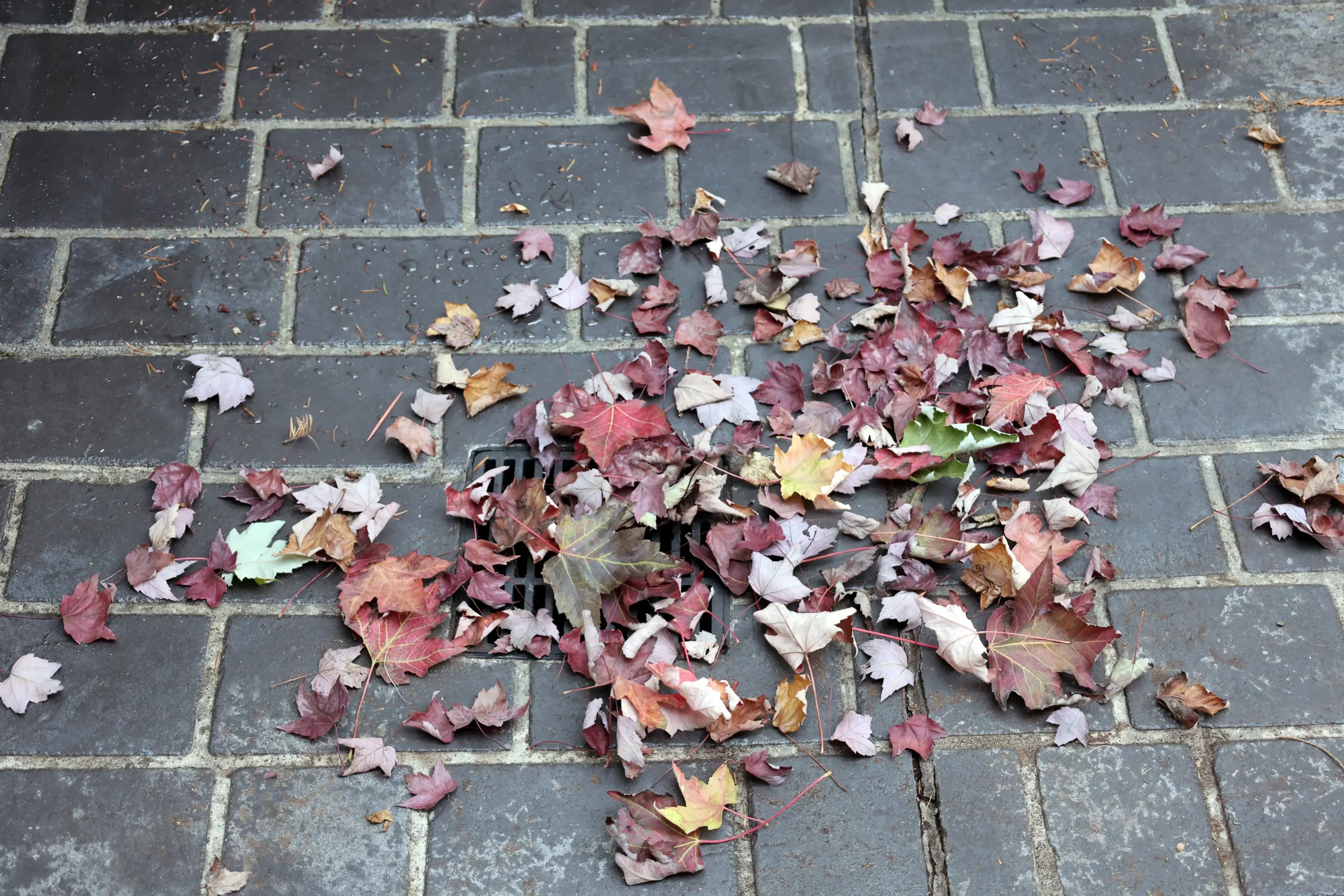 Expert Drain Cleaning Tips to Avoid Costly Plumbing Repairs