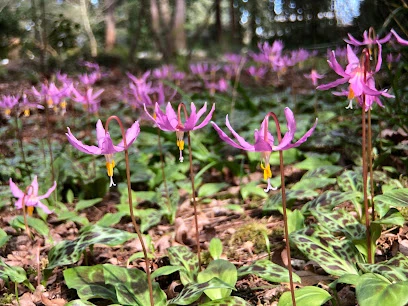 Kruckeberg Botanic Garden